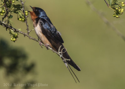 Barn Swallow-7154.jpg