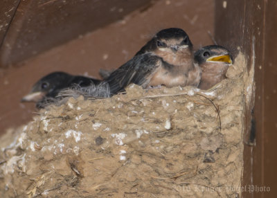 Barn Swallows-6712.jpg