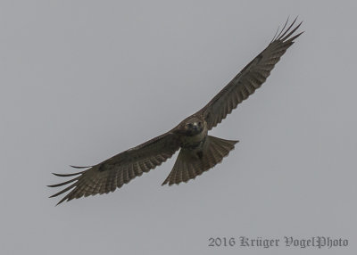 Red-tailed Hawk-7740.jpg