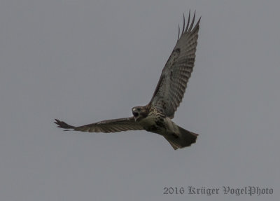 Red-tailed Hawk-7743.jpg