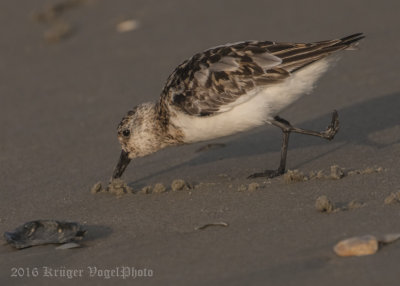 Sanderling-8744.jpg