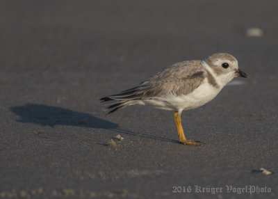 Piping Plover-8305.jpg