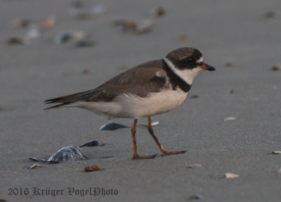 Semipalmated Plover (6)