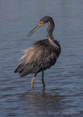 Tricolored Heron (10)