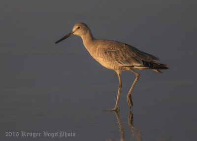 Willet-8288.jpg