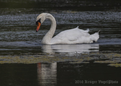 Mute Swan-9124.jpg