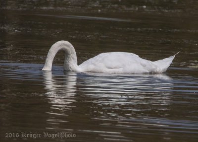 Mute Swan-9154.jpg