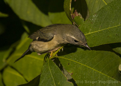 Black-throated Blue Warbler (female)-9162.jpg