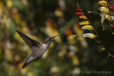 Ruby-throated Hummingbird-9569.jpg