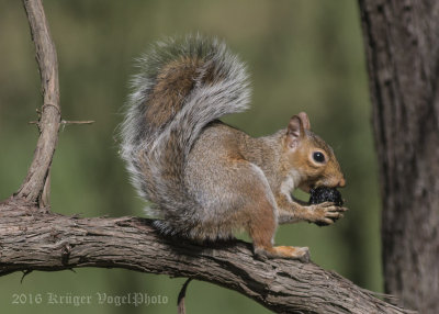 Eastern Gray Squirrel-9741.jpg