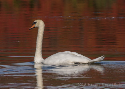 Mute Swan-0060.jpg