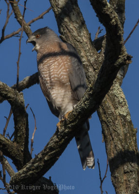 Cooper's Hawk (male)-0723.jpg