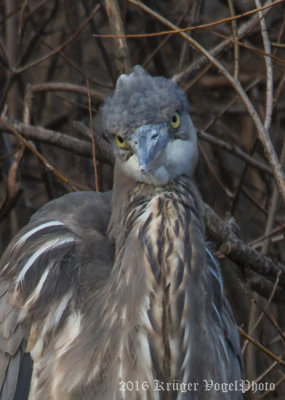 Great Blue Heron-1048.jpg