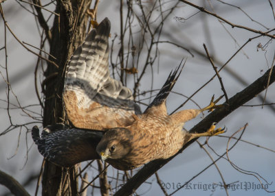 Red-shouldered Hawk-1071.jpg