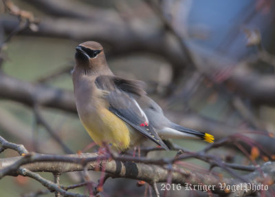 Cedar Waxwing-1141.jpg