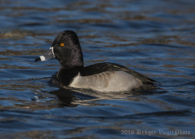 Ring-necked Duck (male)-1585.jpg