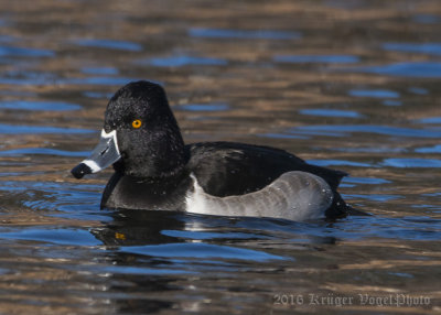 Ring-necked Duck (male)-1597.jpg