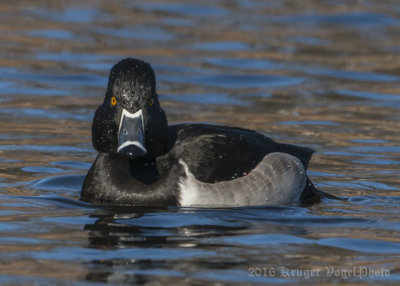 Ring-necked Duck (male)-1598.jpg