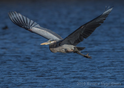 Great Blue Heron-1645.jpg