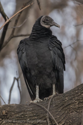 Black Vulture-0109.jpg