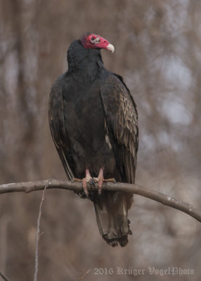 Turkey Vulture-0062.jpg