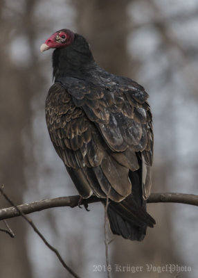 Turkey Vulture-0088.jpg