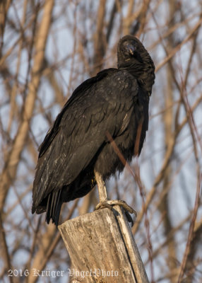 Black Vulture-0166.jpg