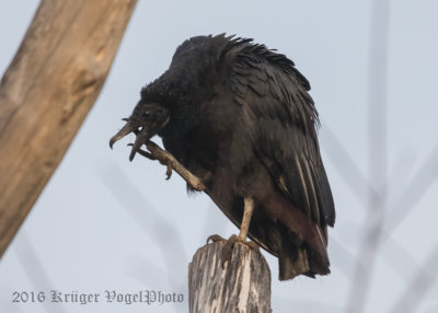 Black Vulture-0155.jpg
