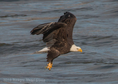 Bald Eagle-0584.jpg