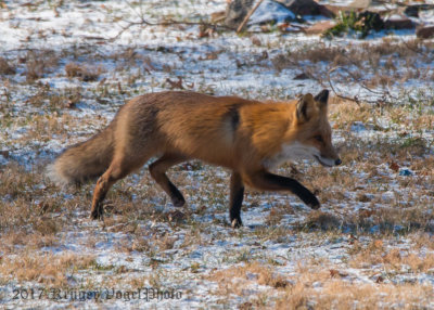 Red Fox-0030.jpg