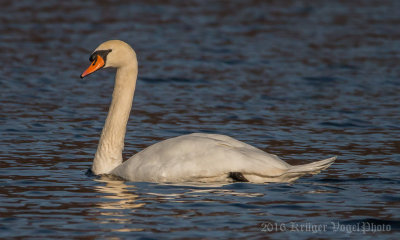 Mute Swan-1528.jpg