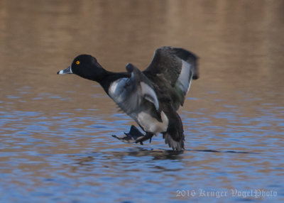 Ring-necked Duck-1562.jpg