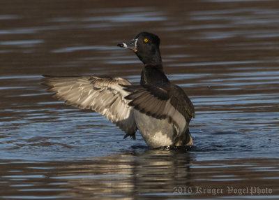 Ring-necked Duck-1545.jpg