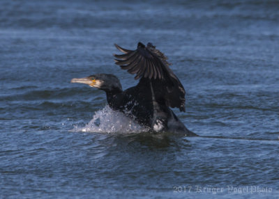 Great Cormorant-0647.jpg