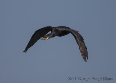 Great Cormorant-0835.jpg