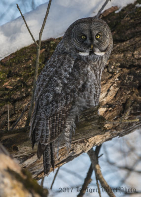 Great Gray Owl-1771.jpg