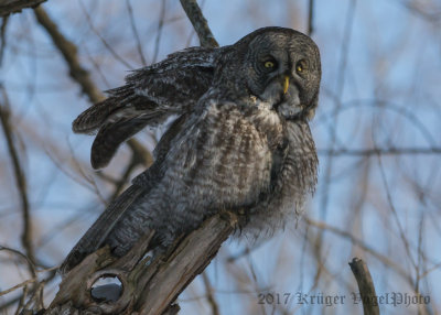 Great Gray Owl-1592.jpg