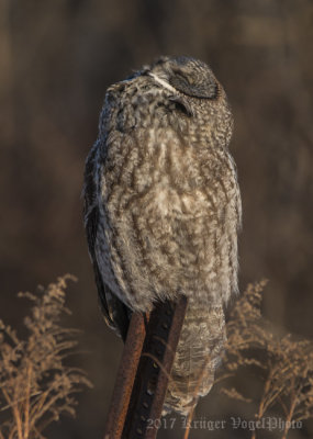 Great Gray Owl-1810.jpg