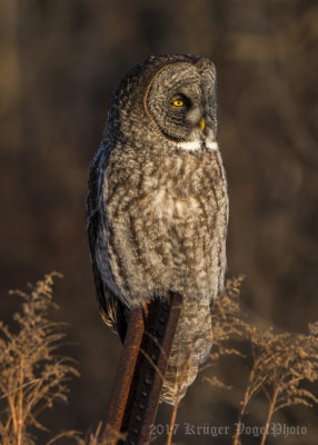 Great Gray Owl-1816.jpg