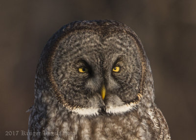 Great Gray Owl-1851.jpg