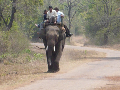 indian_wildlife