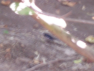 100_1441.jpg