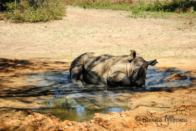 Mud Bath