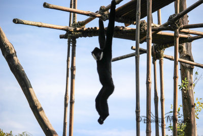 Hanging around