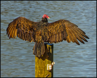 Vulture - Turkey