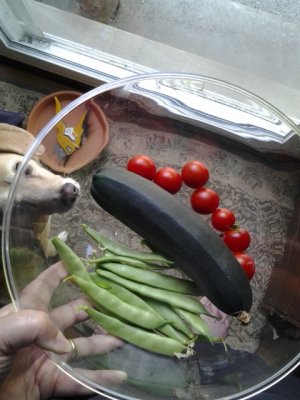 Todays Pickings - 11 Italian beans, 7  cherry tomatoes, a zuchinni