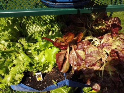 Leaf lettuce - we've already had several meals