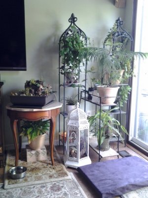 Indoor gardening - gnome garden,  airium on floor, houseplants