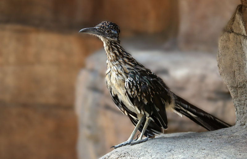 Roadrunner