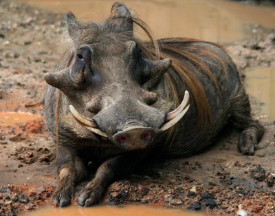 Warthog